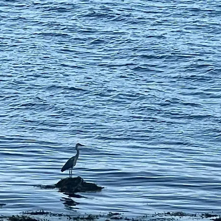 Evenes Artic Glamping *